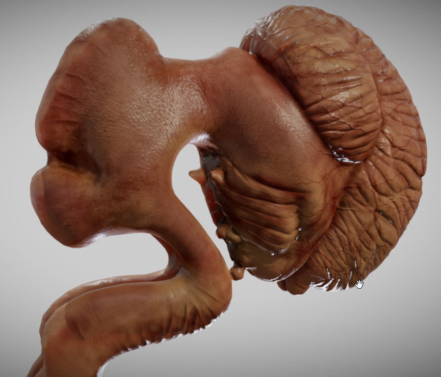 Fetal brain week eight Low-poly 3D model_3