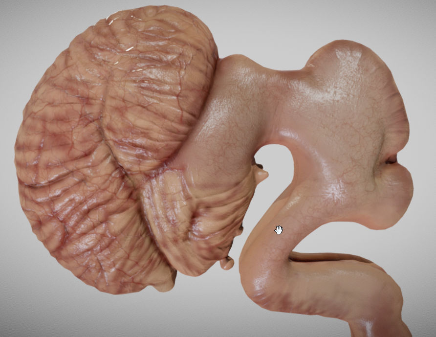 Fetal brain week eight Low-poly 3D model_4
