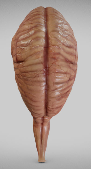 Fetal brain week eight Low-poly 3D model_1