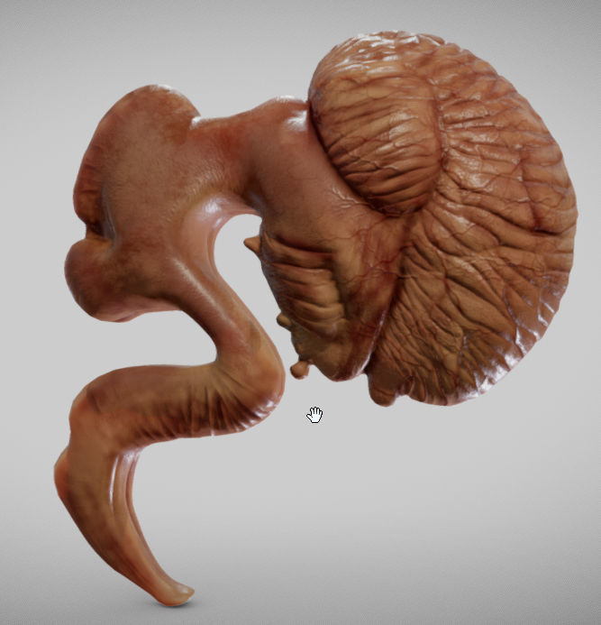 Fetal brain week eight Low-poly 3D model_2