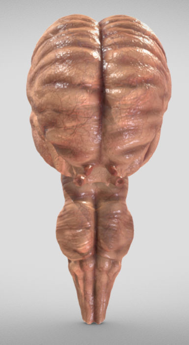 Fetal Brain Week Sixteen Low-poly 3D model_1