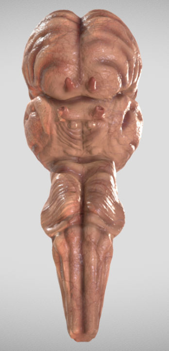 Fetal Brain Week Sixteen Low-poly 3D model_4