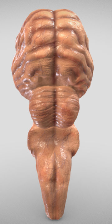 Fetal Brain Week Sixteen Low-poly 3D model_3