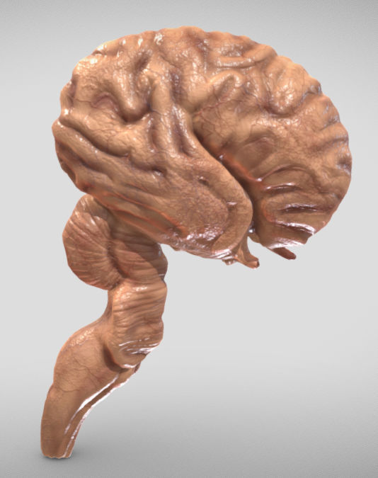 Fetal Brain Week Sixteen Low-poly 3D model_2