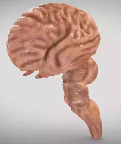 Fetal Brain Week Sixteen Low-poly 3D model