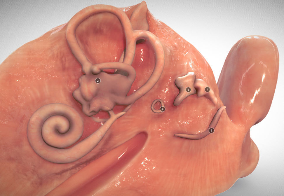 Fetal ear cross-section week eight Low-poly 3D model_1