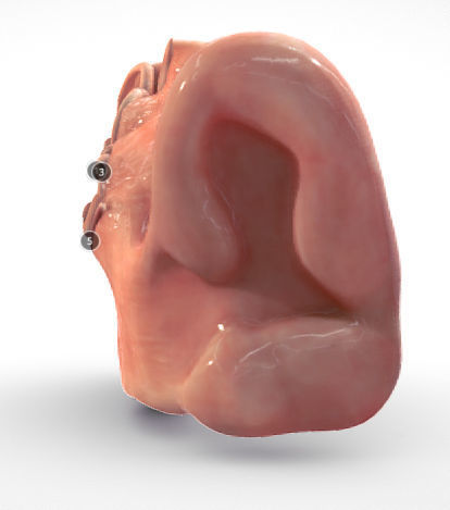 Fetal ear cross-section week eight Low-poly 3D model_4
