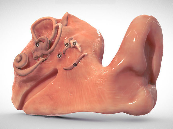 Fetal ear cross-section week eight Low-poly 3D model