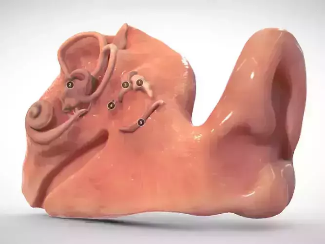 Fetal ear cross-section week eight Low-poly 3D model