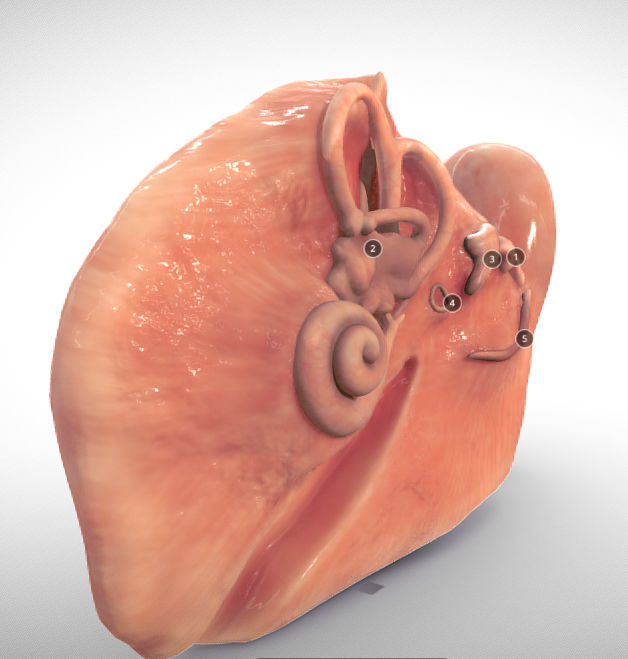 Fetal ear cross-section week eight Low-poly 3D model_2