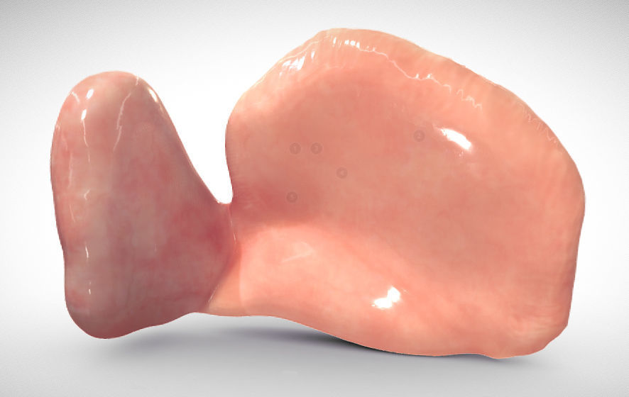 Fetal ear cross-section week eight Low-poly 3D model_3