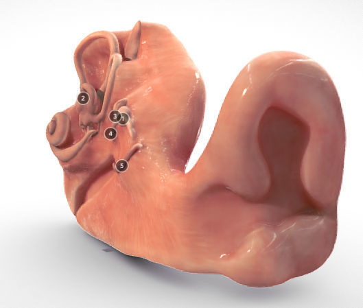 Fetal ear cross-section week eight Low-poly 3D model_5