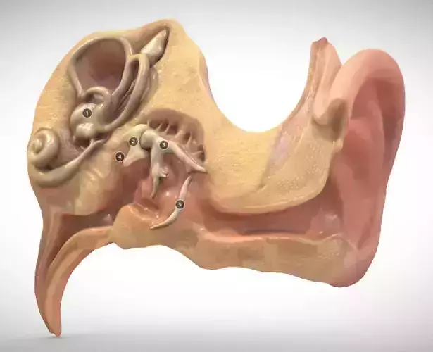 Fetal ear cross-section week sixteen Low-poly 3D model