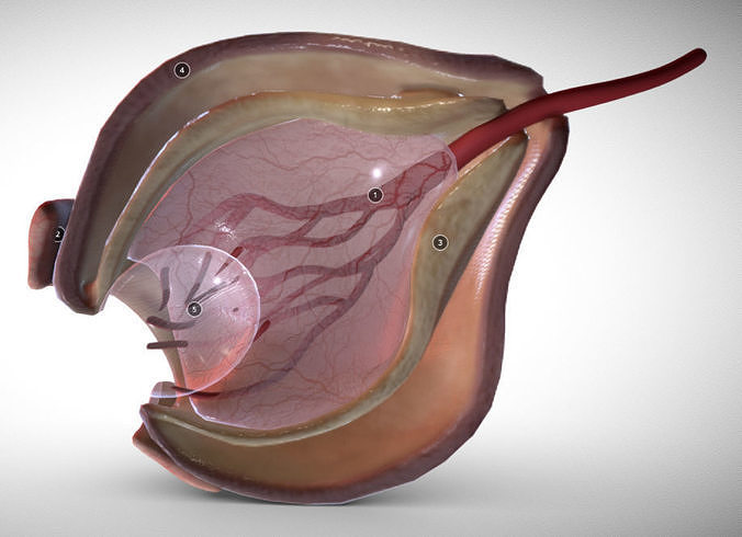 Fetal eye cross-section week eight Low-poly 3D model