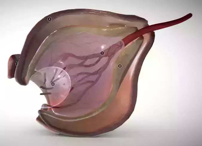 Fetal eye cross-section week eight Low-poly 3D model