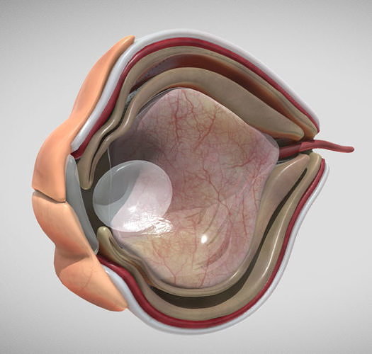 Fetal eye cross section week sixteen Low-poly 3D model