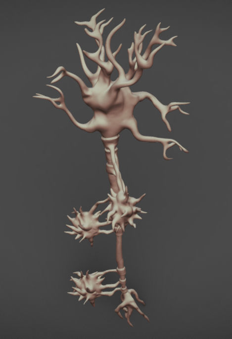 Neuron And Oligo-Dendrocytes  Low-poly 3D model_1