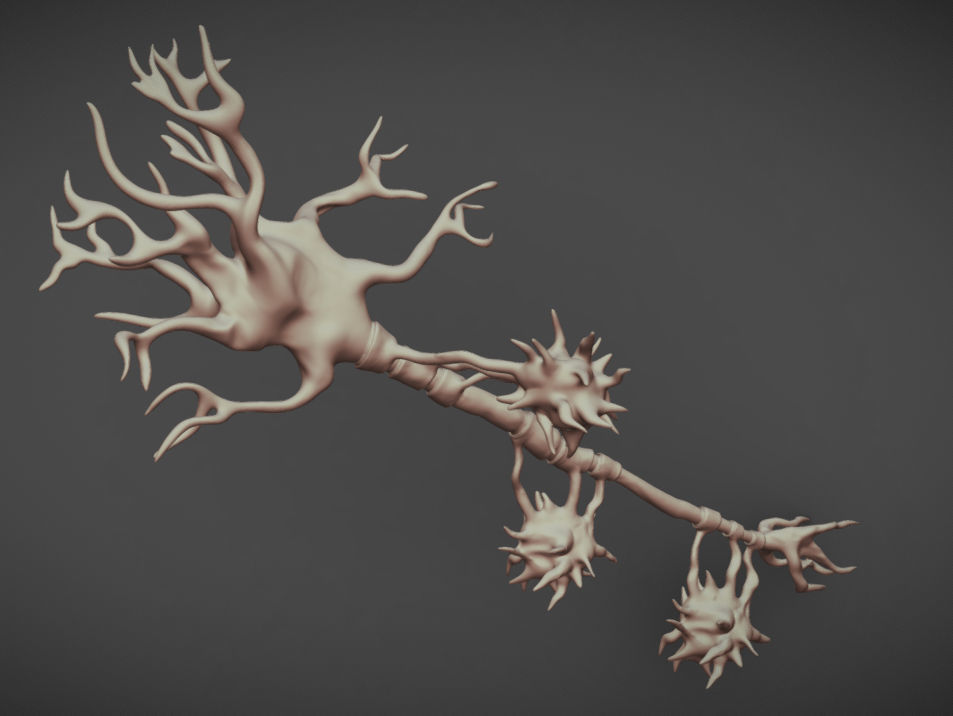 Neuron And Oligo-Dendrocytes  Low-poly 3D model_2
