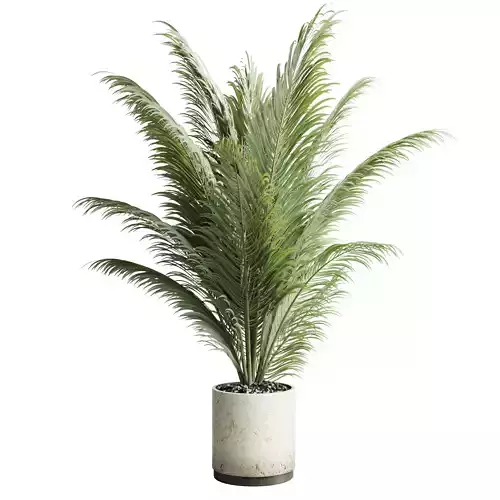 indoor plant pot palm concrete dirt vase 220