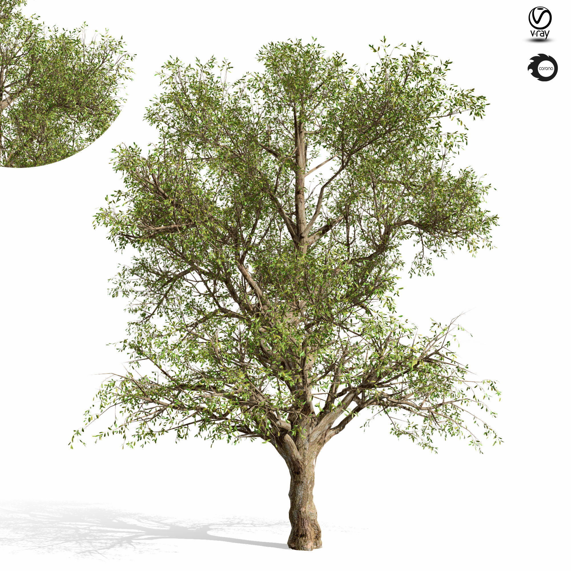 tree-s02 tree with two different views 3D model_1