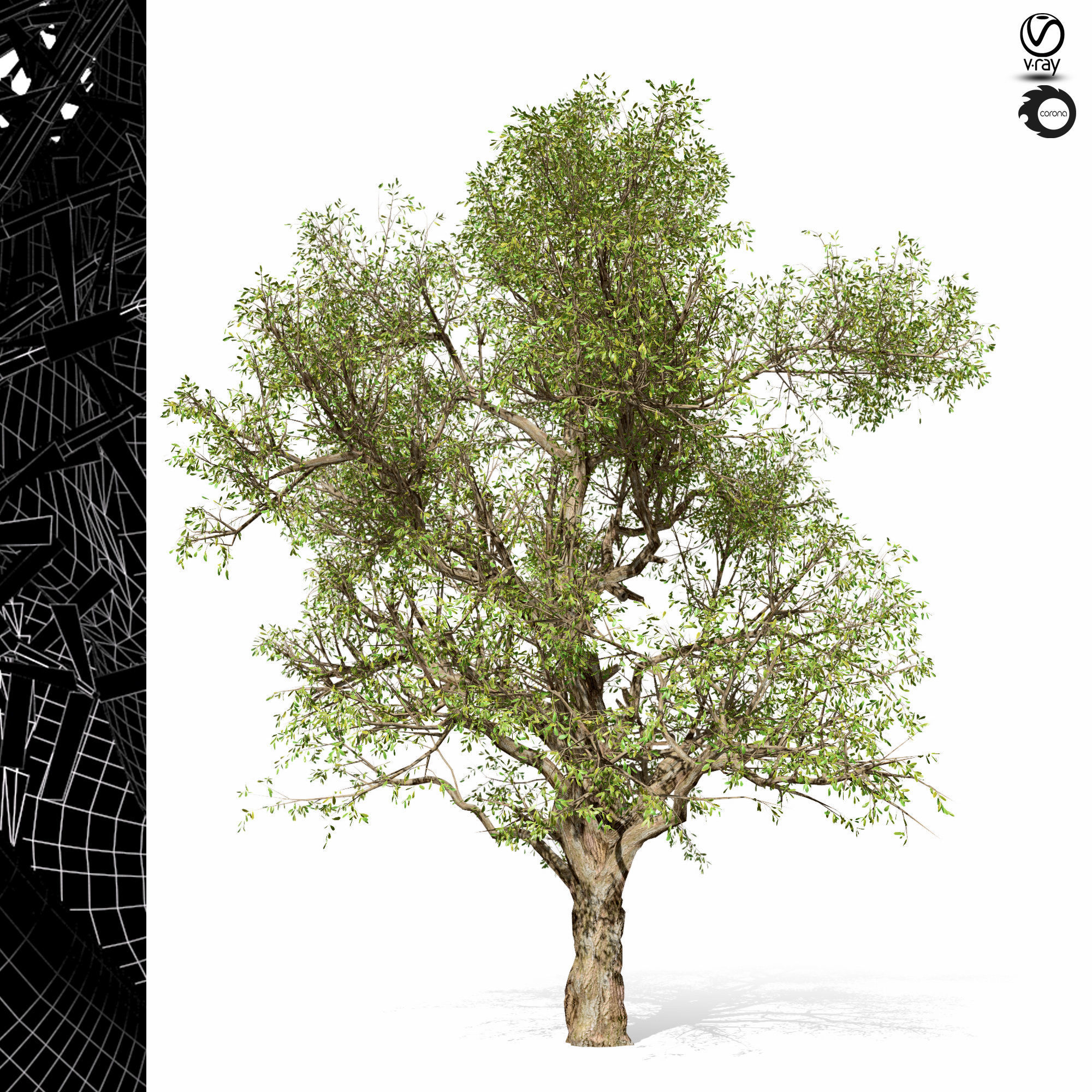 tree-s02 tree with two different views 3D model_2