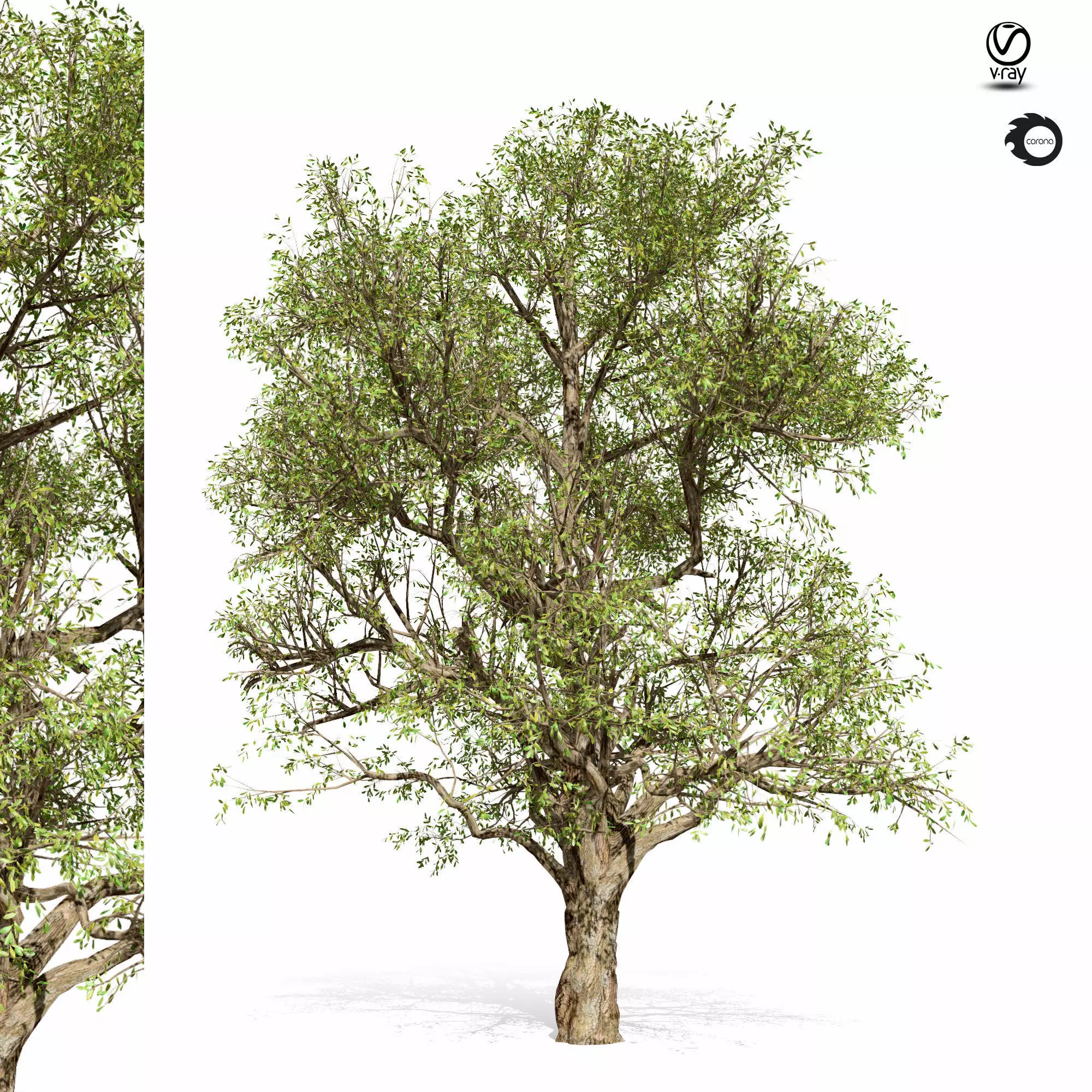 tree-s02 tree with two different views 3D model_0