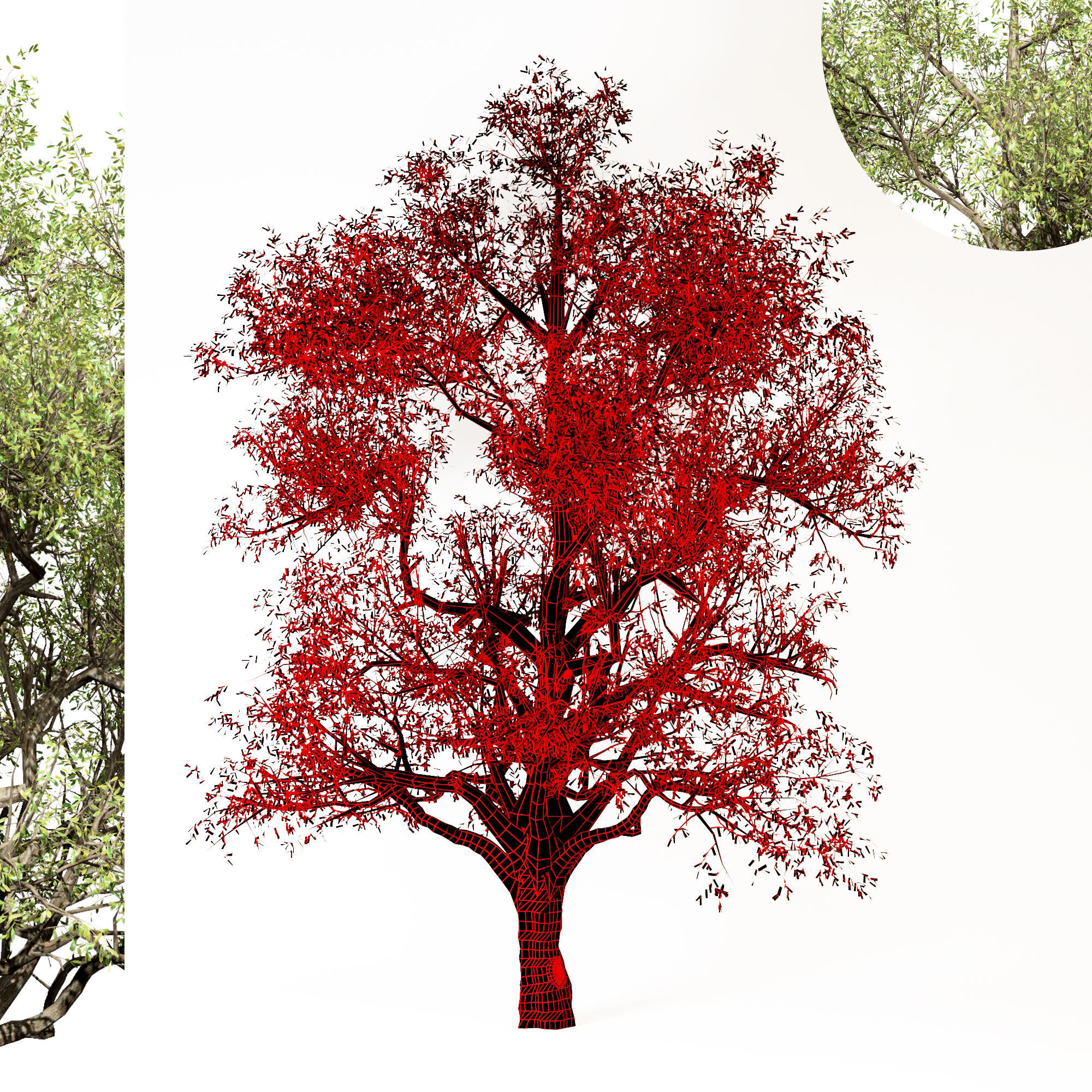 tree-s02 tree with two different views 3D model_3