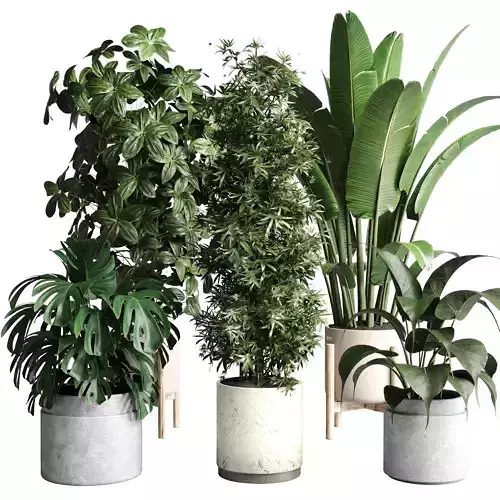  collection indoor plant ficus rubbery ravenala bamboo monstera