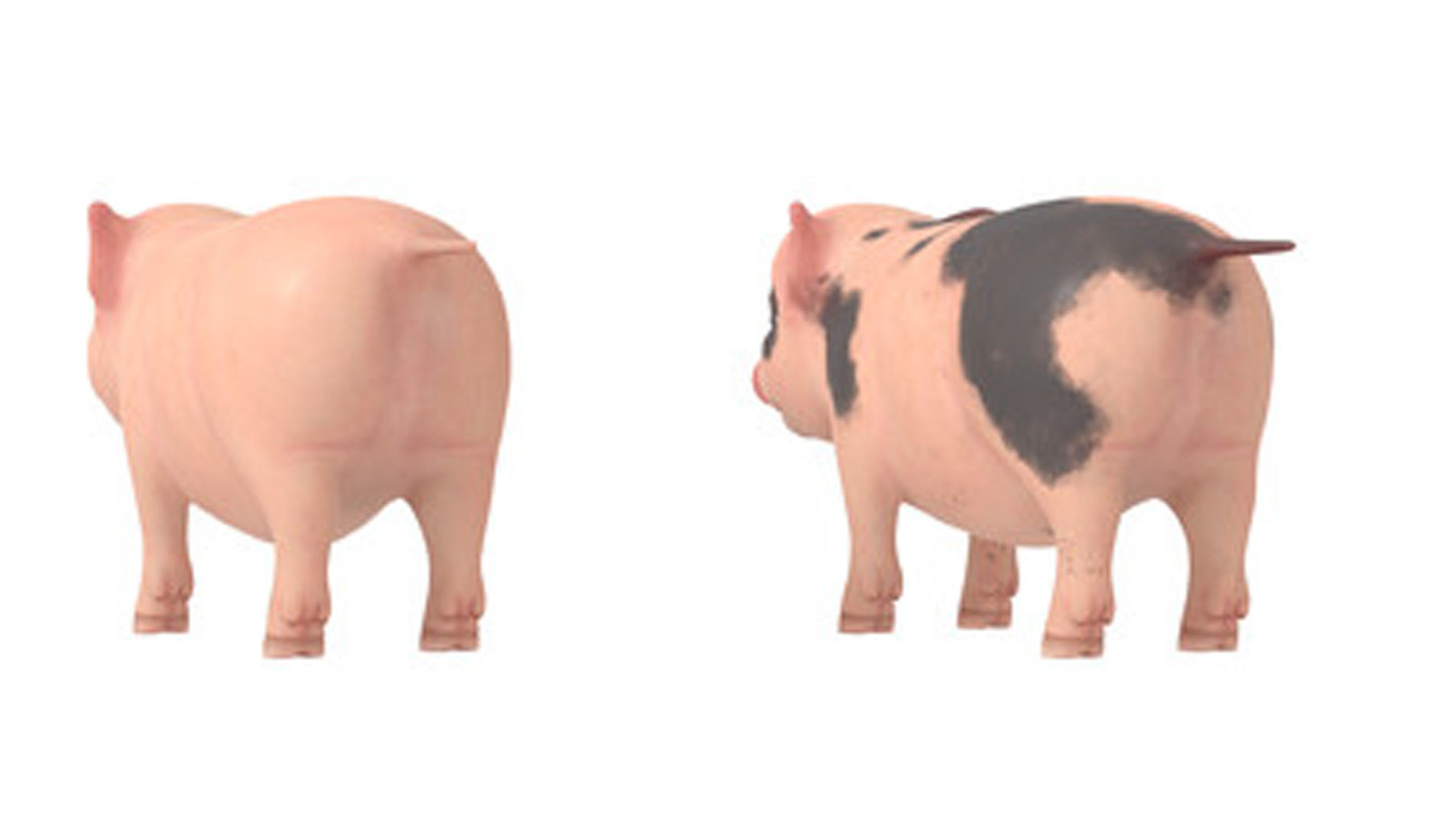 Lovely pig Lovely pig 3D model_1