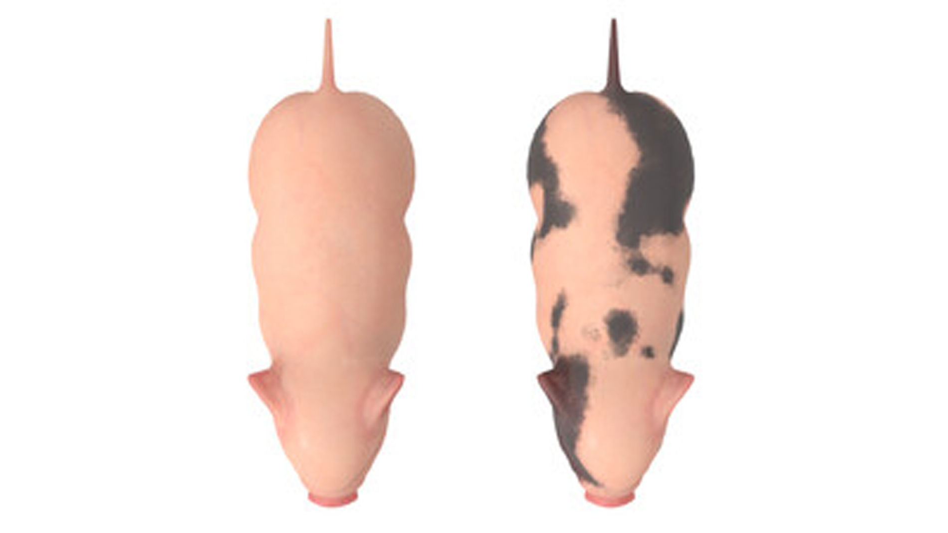 Lovely pig Lovely pig 3D model_6