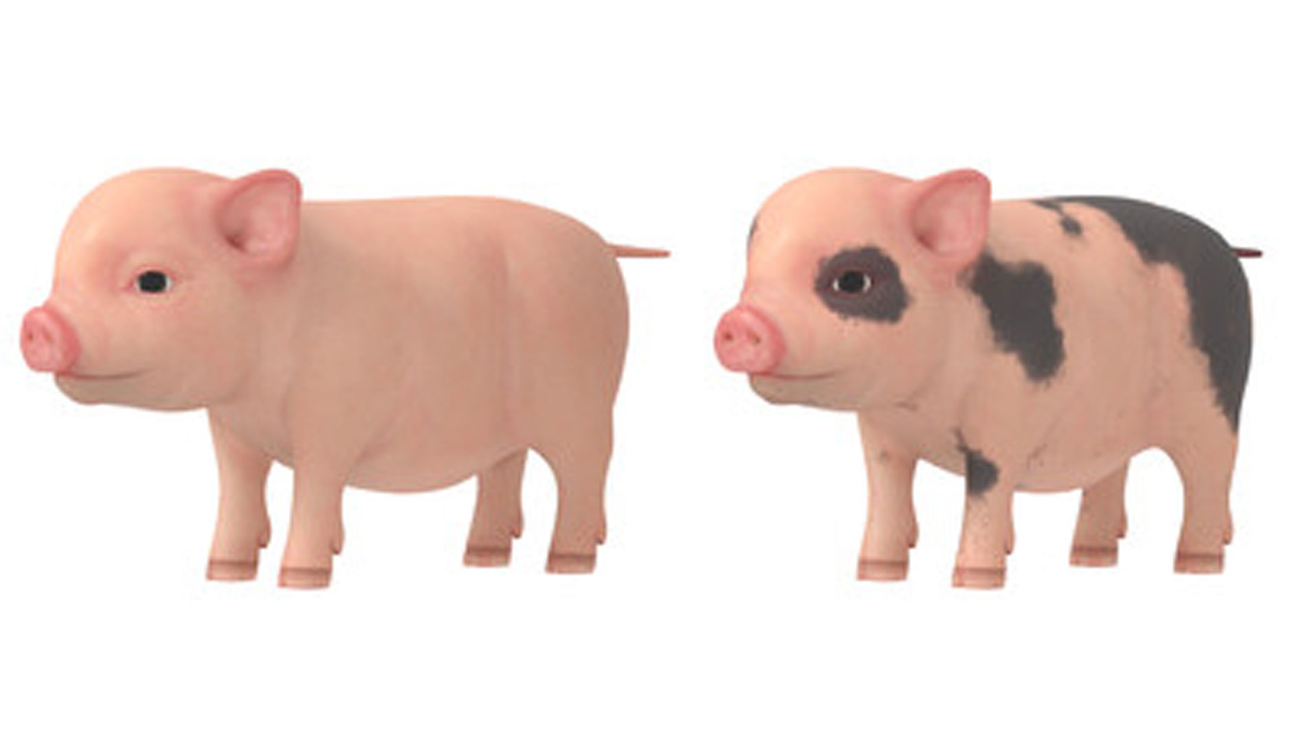 Lovely pig Lovely pig 3D model_4