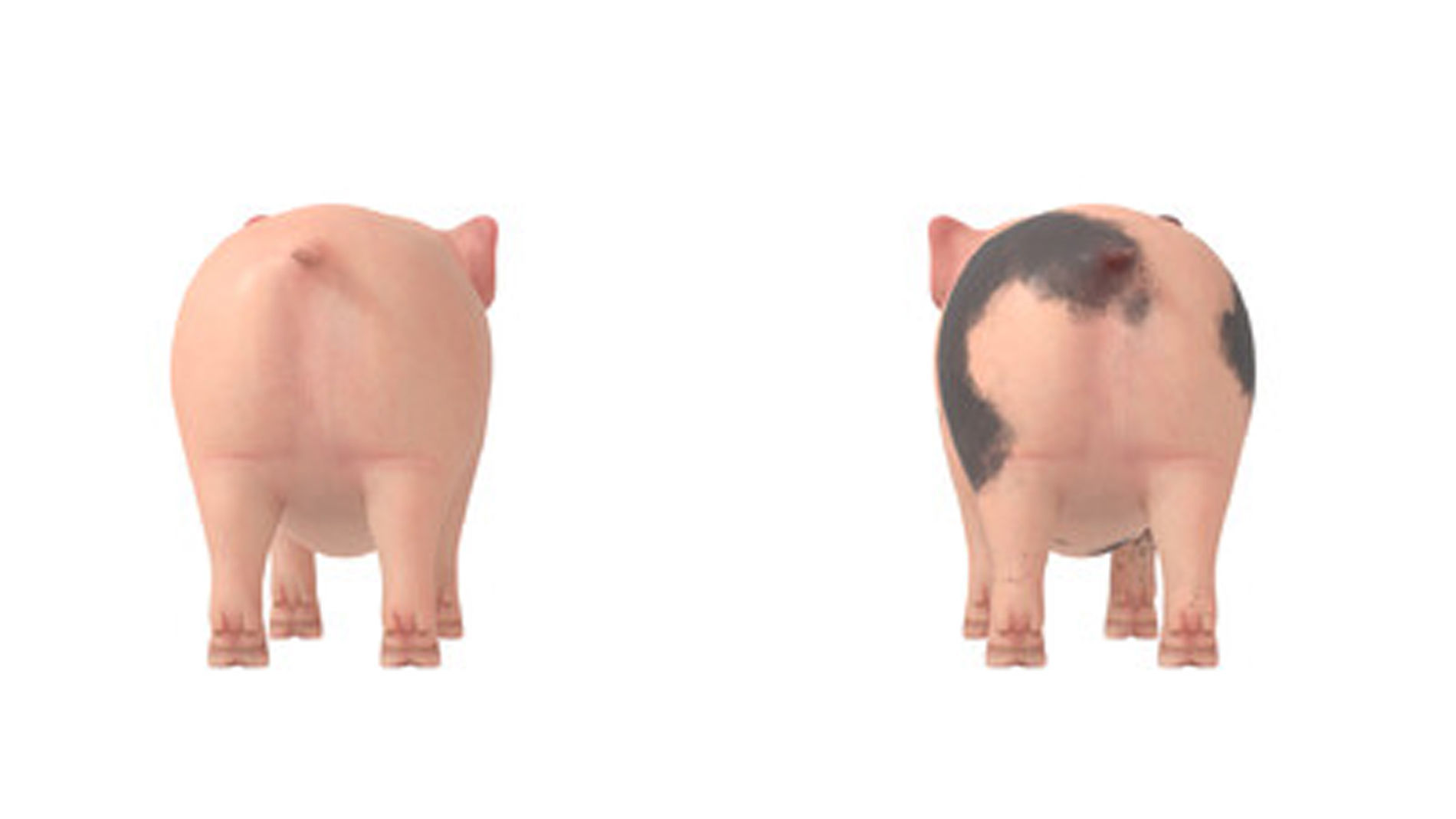 Lovely pig Lovely pig 3D model_5