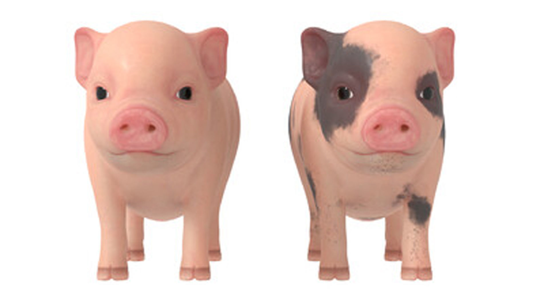 Lovely pig Lovely pig 3D model_3