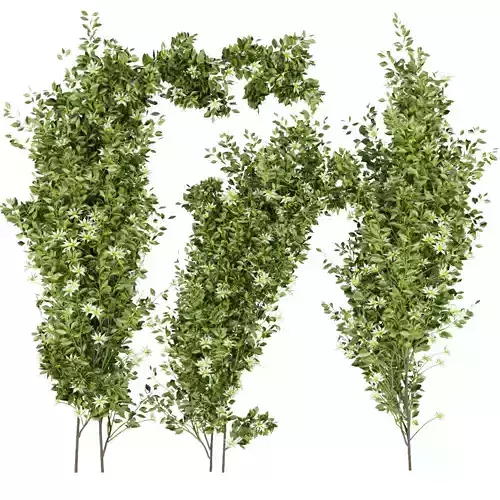 Collection plant vol 337 - outdoor - bush - flower - leaf