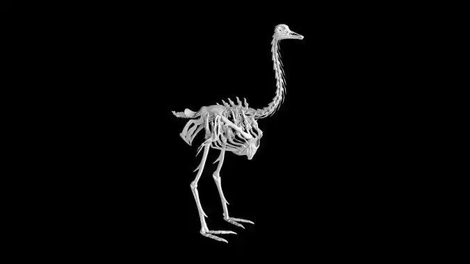 Ostrich skeleton Low-poly 3D model