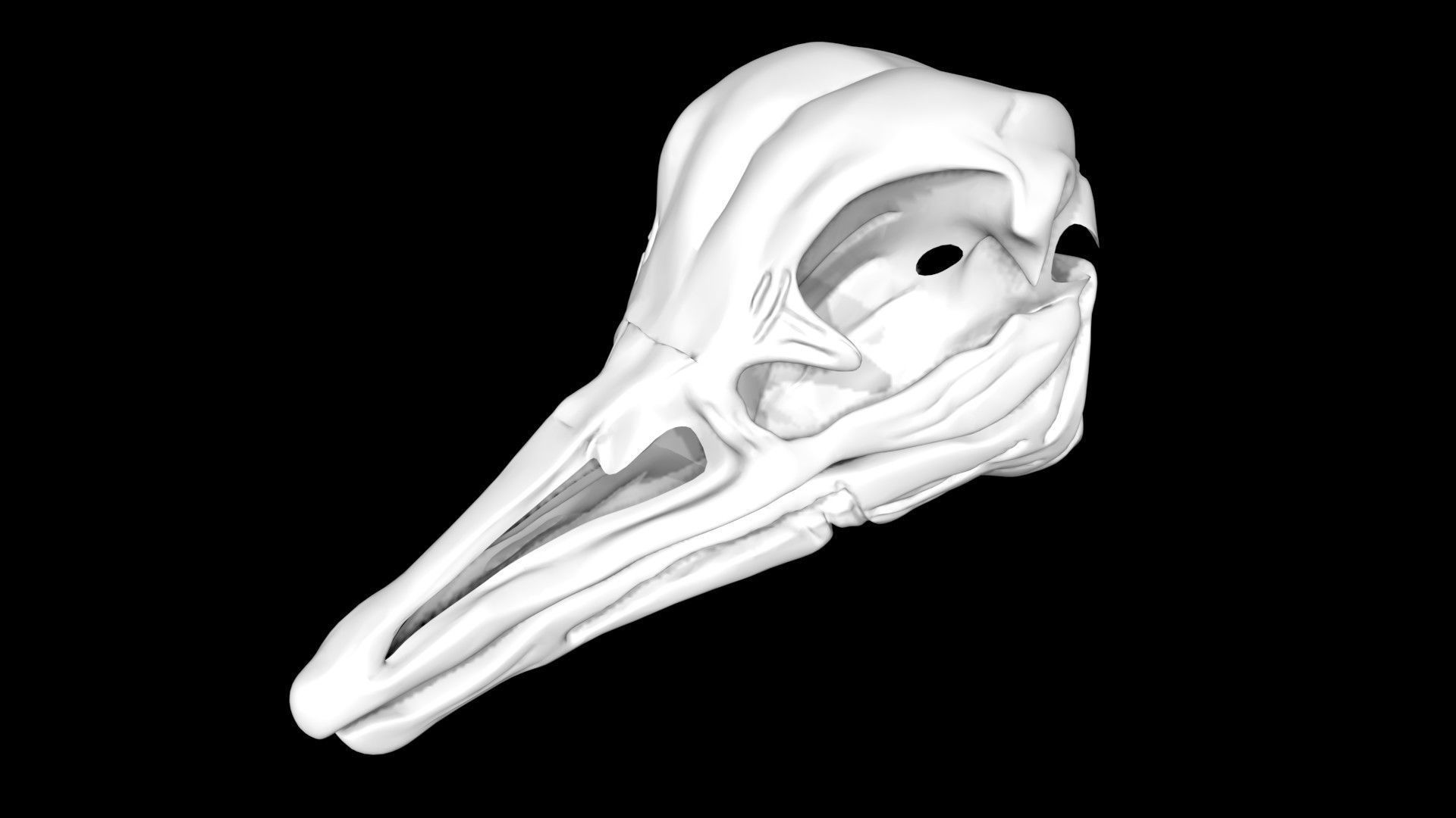 Ostrich skull Low-poly 3D model_3