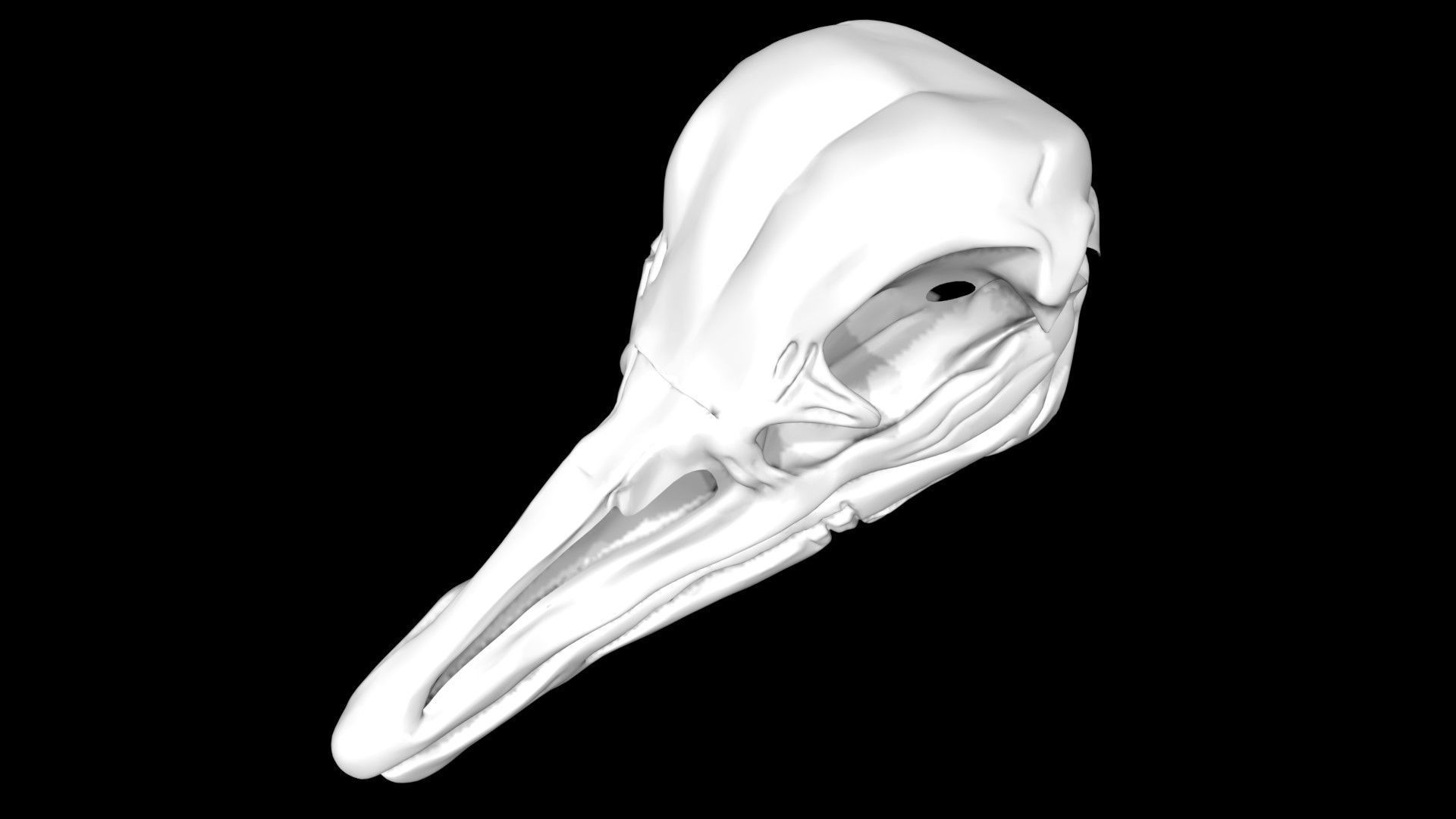 Ostrich skull Low-poly 3D model_4
