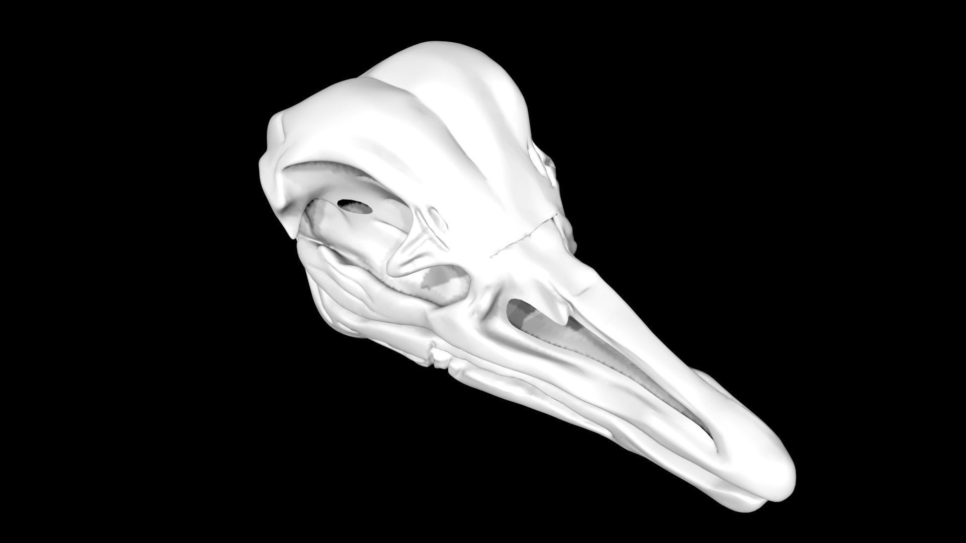 Ostrich skull Low-poly 3D model_6