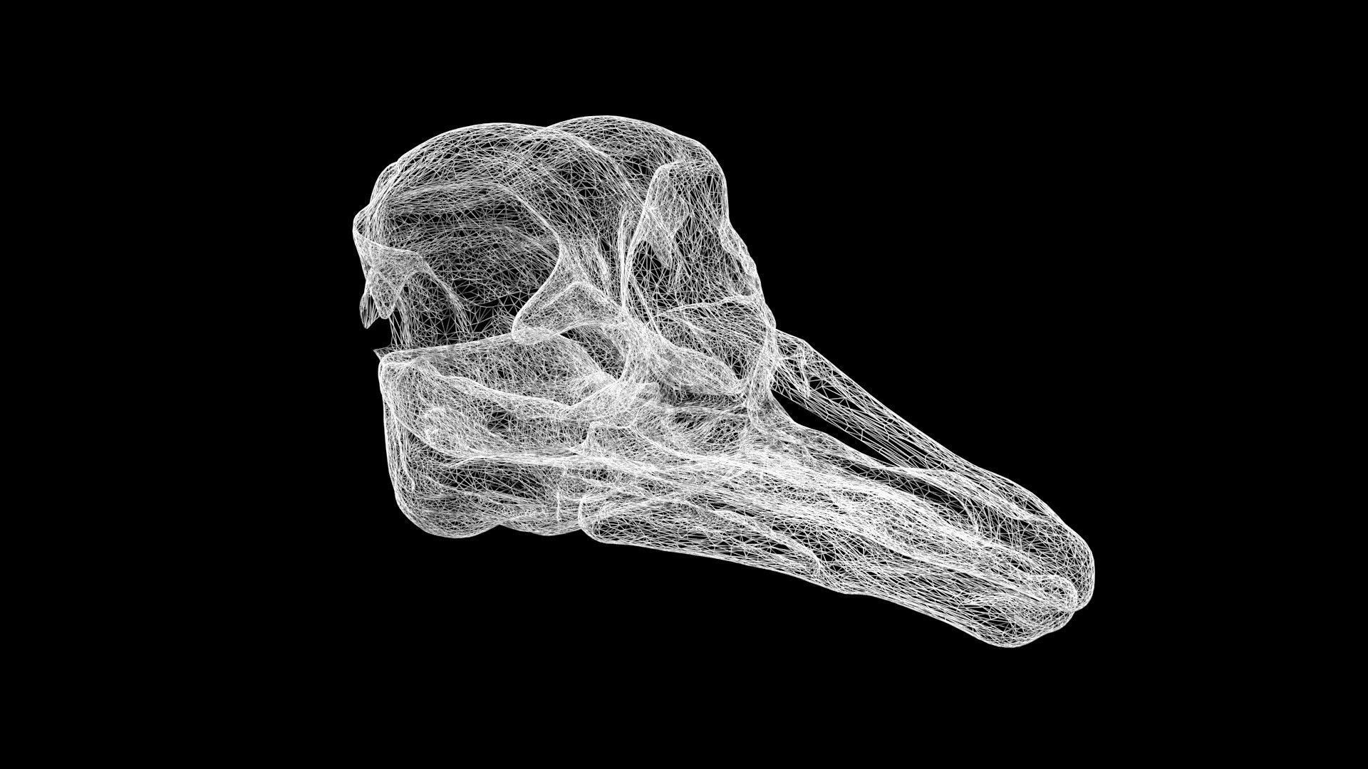 Ostrich skull Low-poly 3D model_7