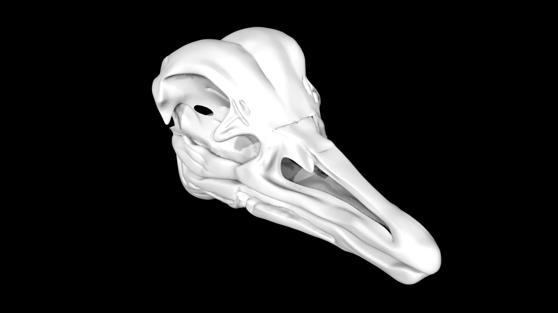 Ostrich skull Low-poly 3D model_2