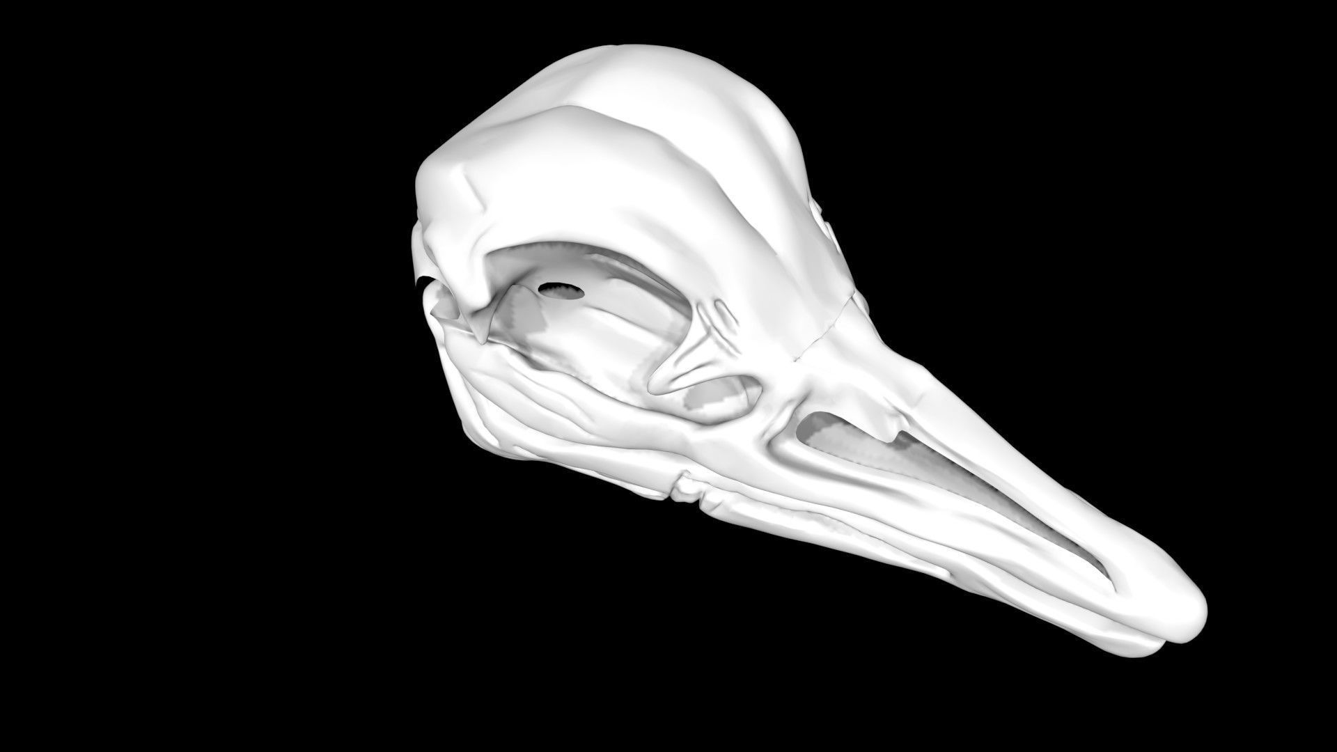 Ostrich skull Low-poly 3D model_5