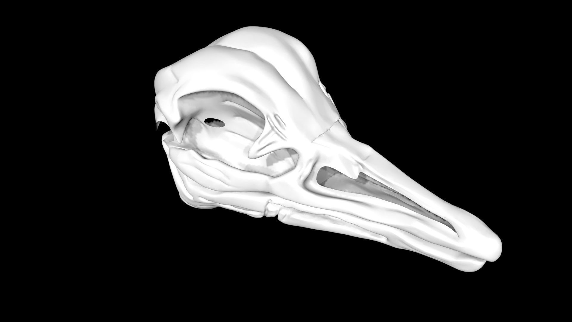 Ostrich skull Low-poly 3D model_1