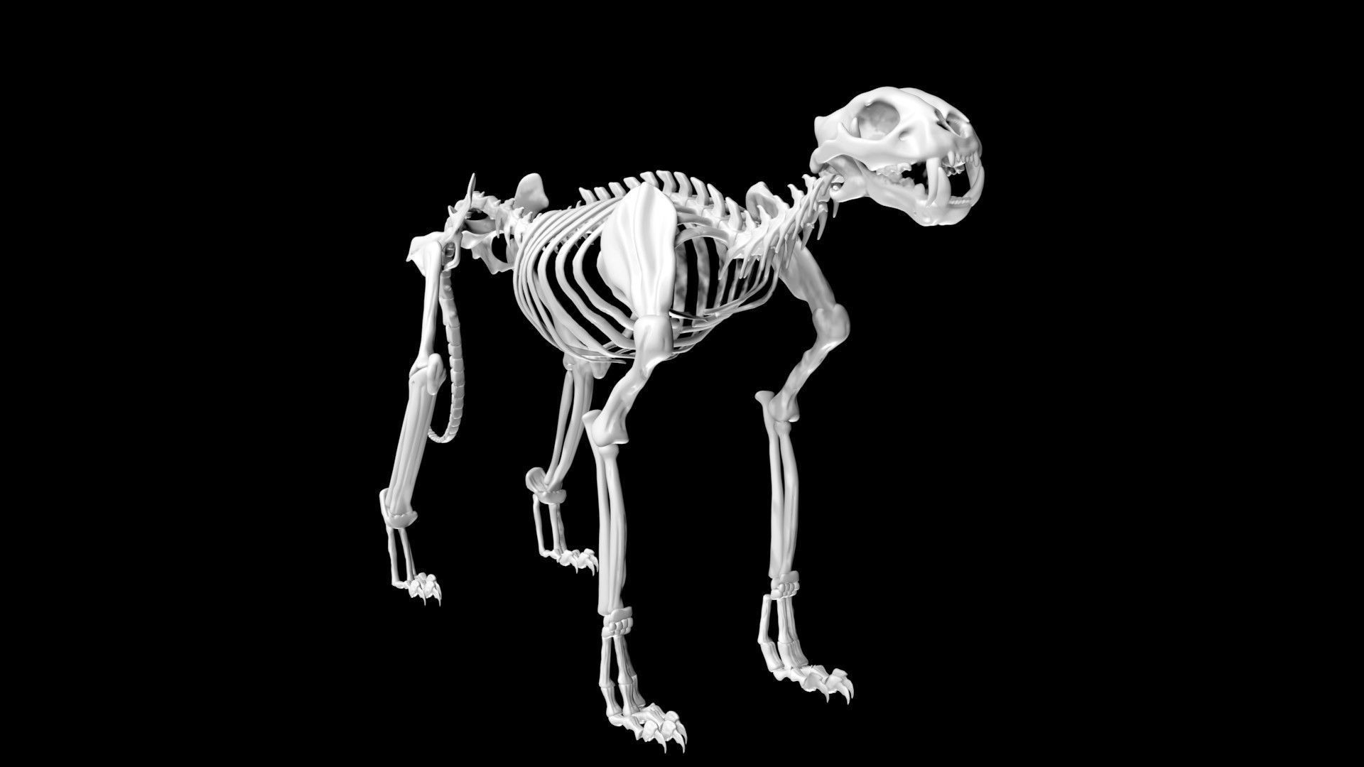 Tiger skeleton Low-poly 3D model_5