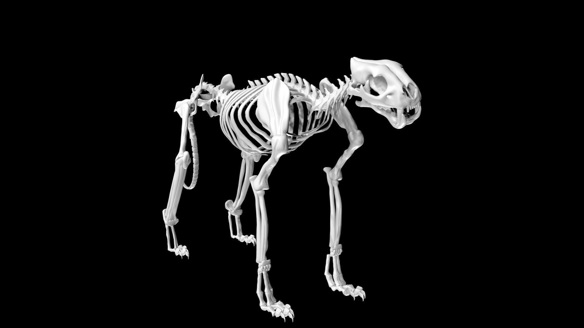 Tiger skeleton Low-poly 3D model_4