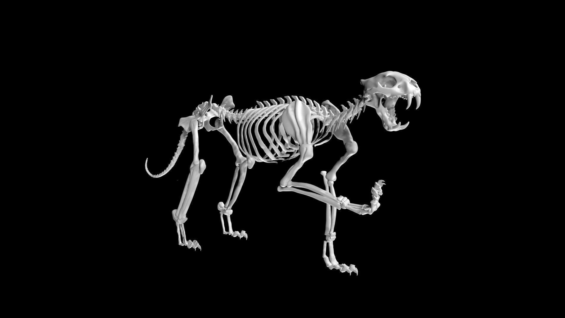 Tiger skeleton Low-poly 3D model_1