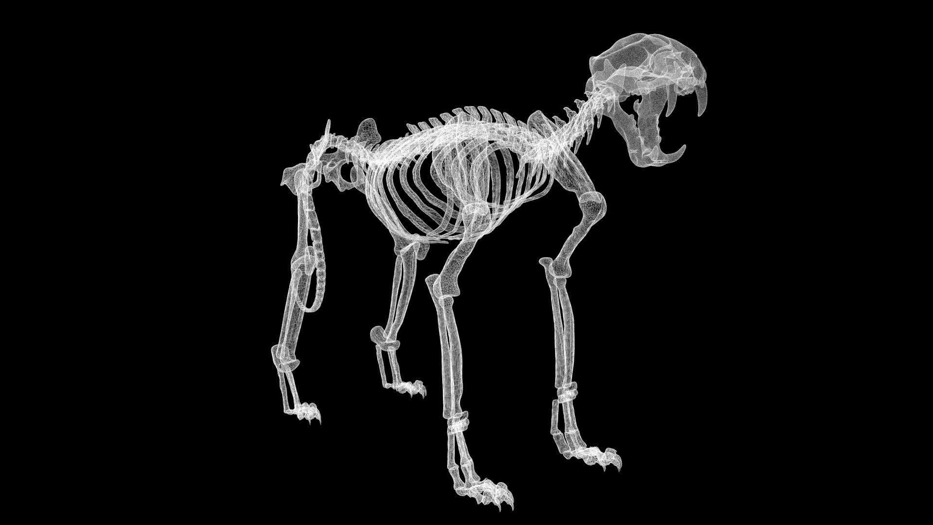 Tiger skeleton Low-poly 3D model_7