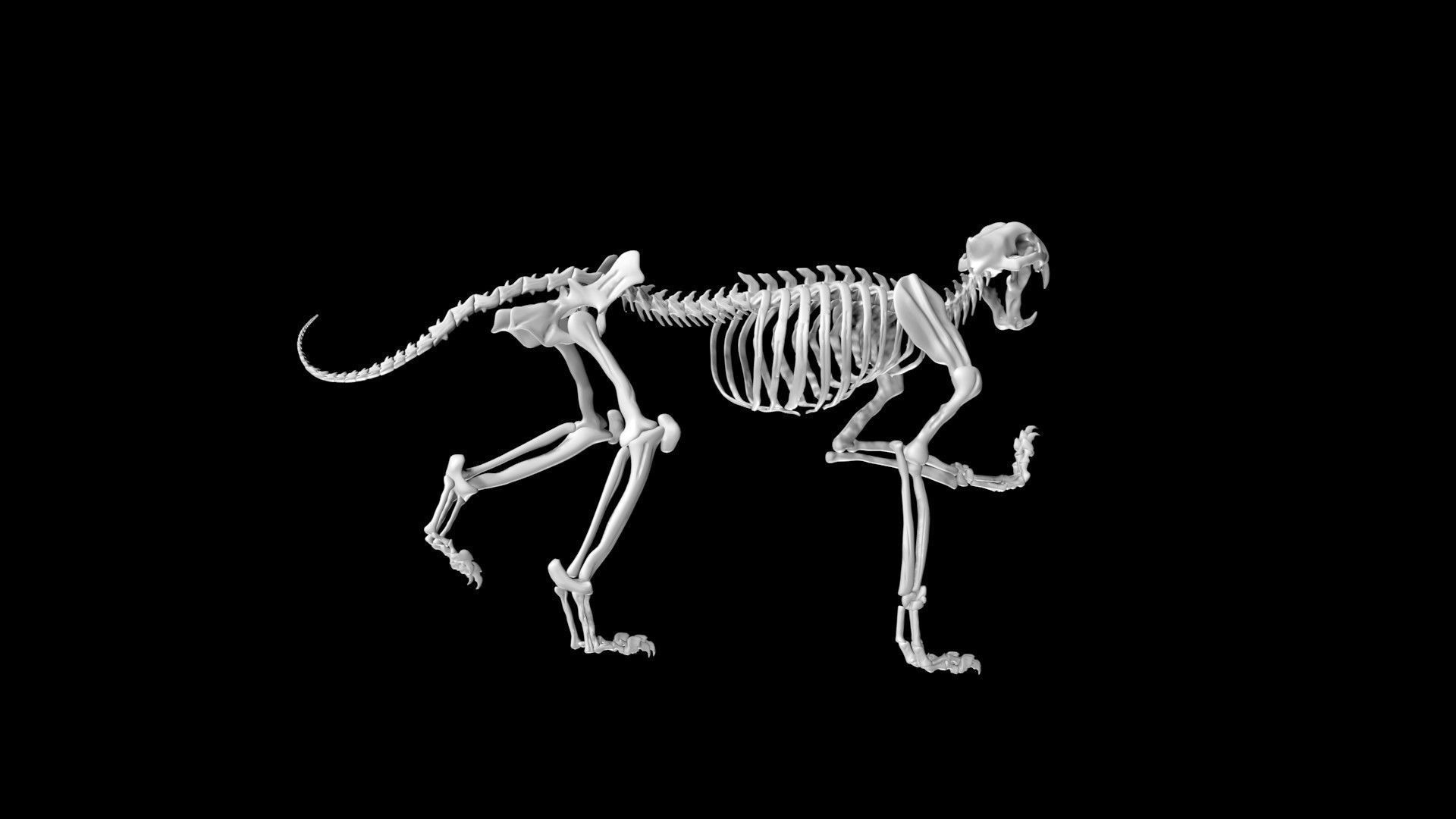 Tiger skeleton Low-poly 3D model_3