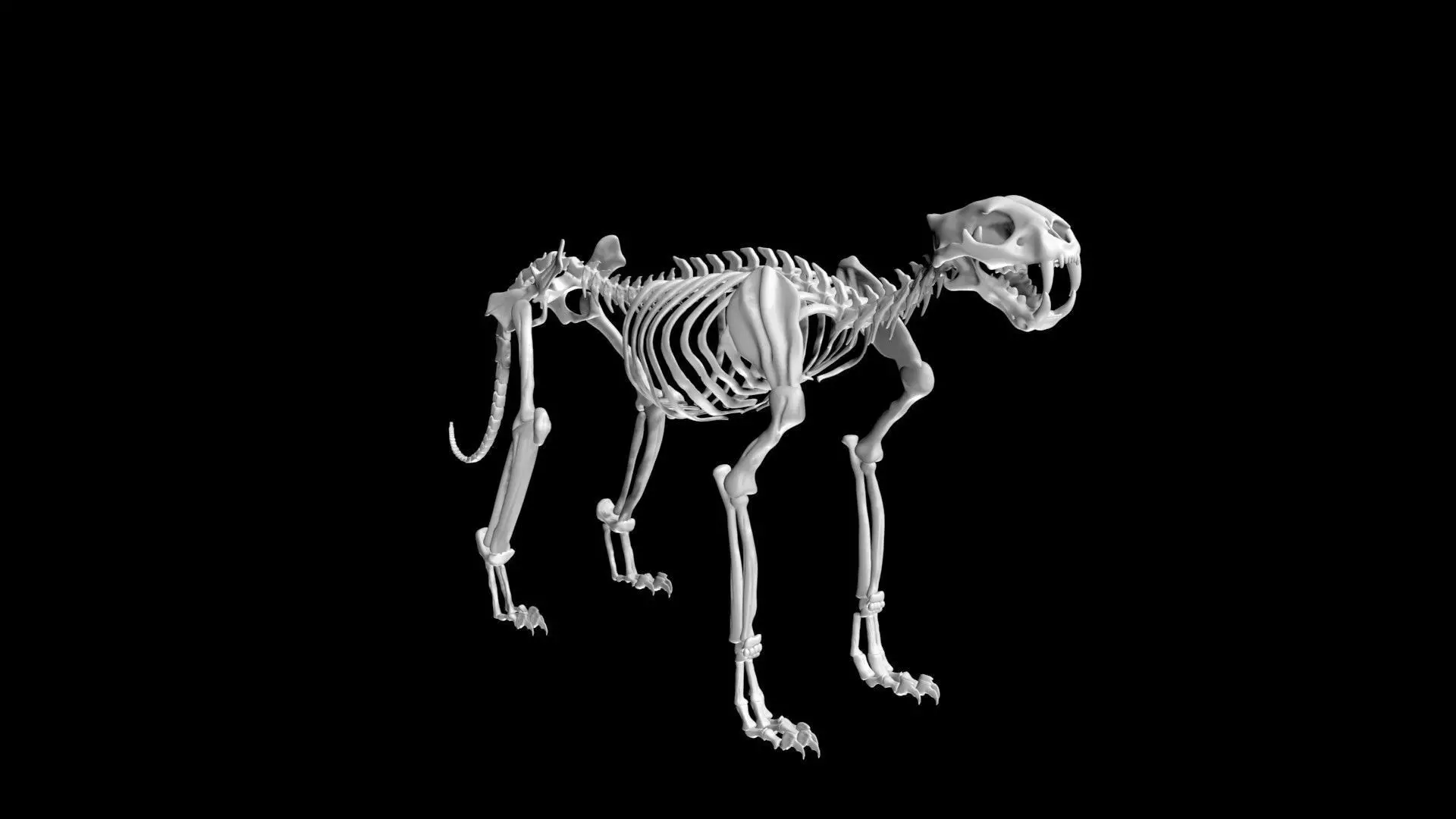 Tiger skeleton Low-poly 3D model_0