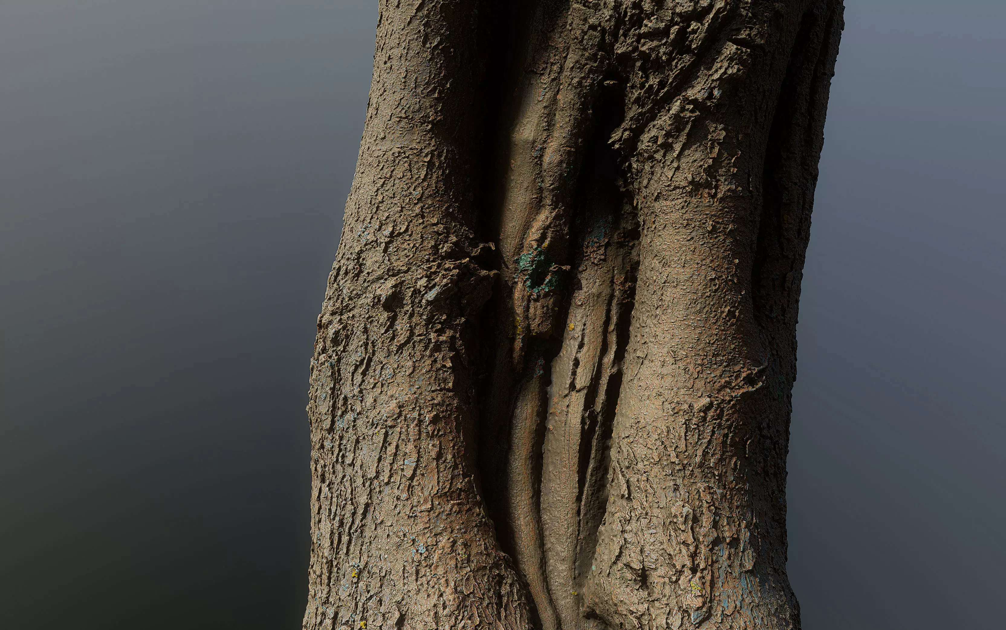 Bark0101 close up of tree trunk 3D model