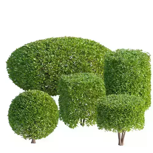 bushes collection vol 61